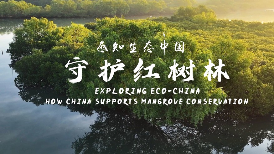 感知生态中国丨守护红树林